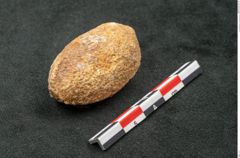 Foto (Detailansicht) von Trigonocarpus sp.  (NHMW-GEO-2024-0188-11160)